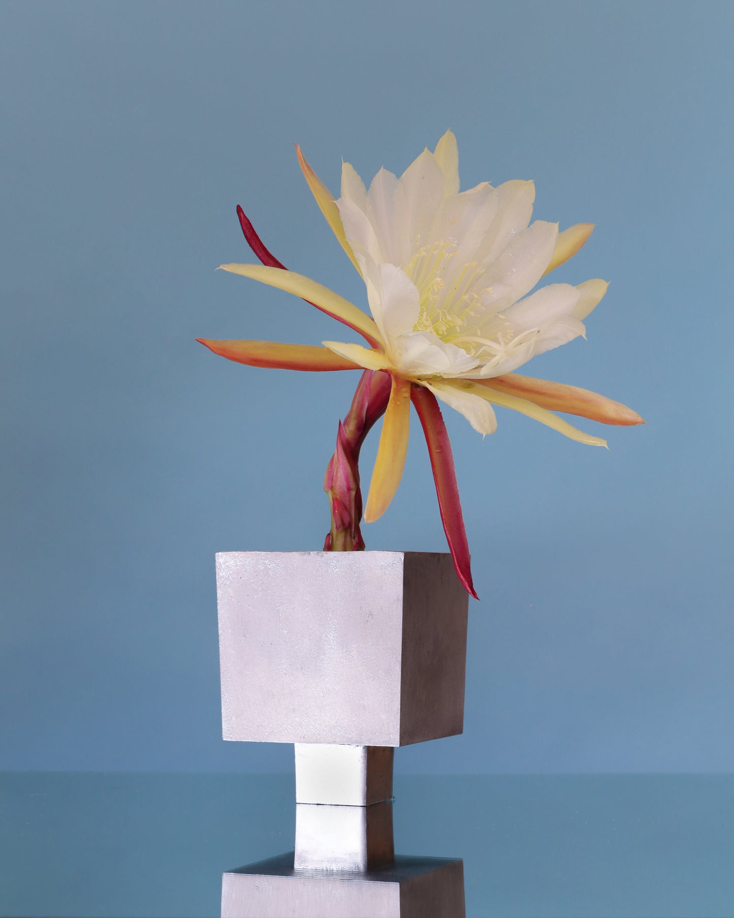 Small IXIA Vase - pre order